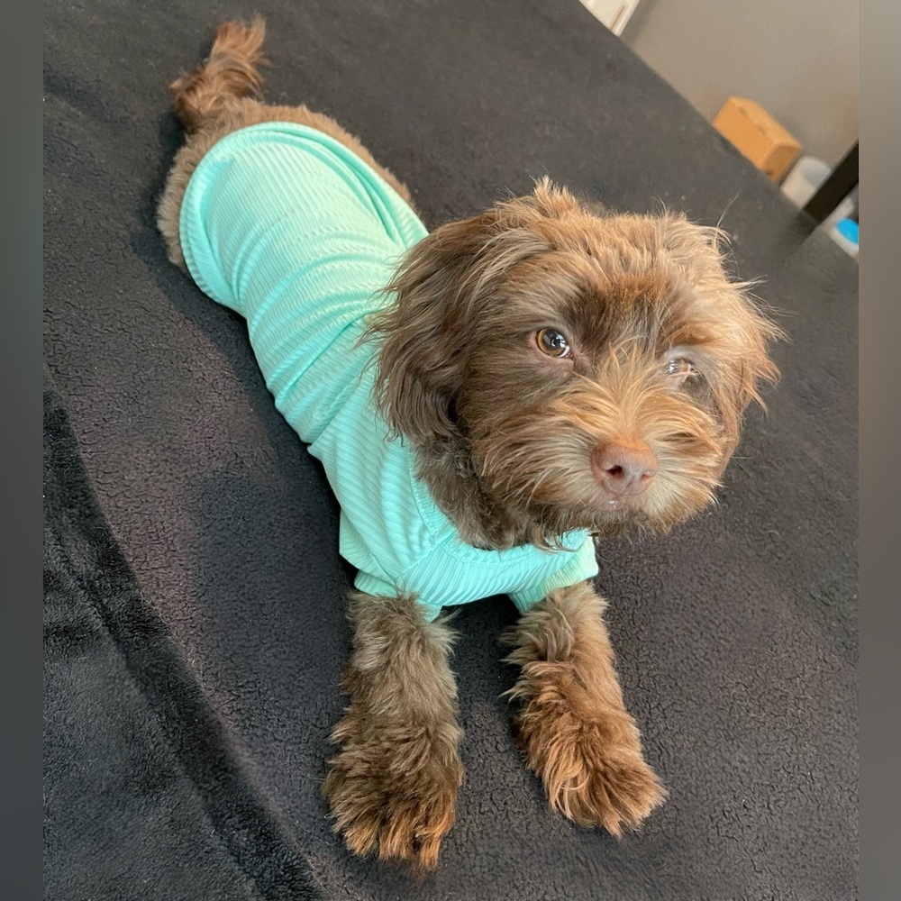 Green Dog T-shirt